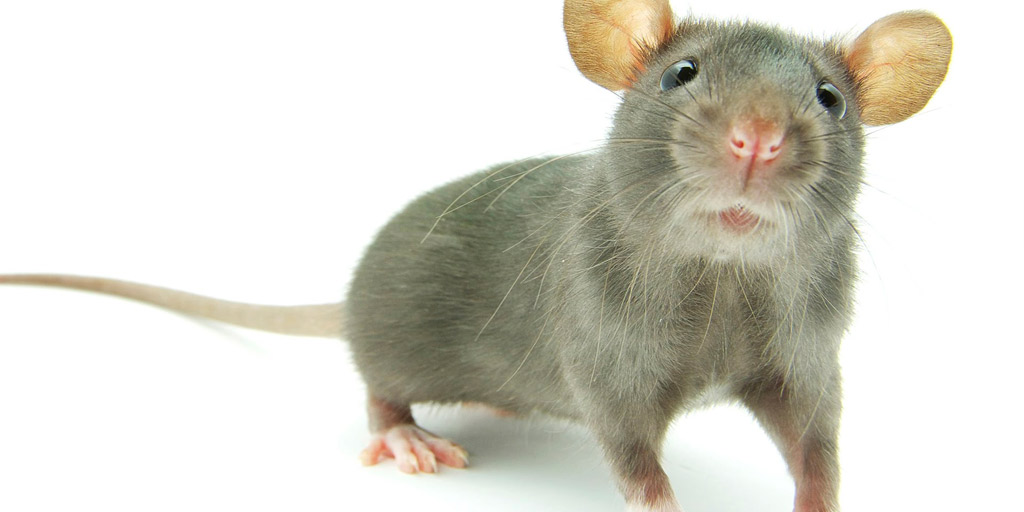 Eliminar ratones rápidamente con remedio casero 