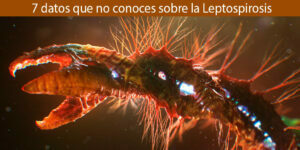 7 datos que no conoces sobre la Leptospirosis - Fumigación Universal, C.A 7 datos que no conoces sobre la leptospirosis blog – fumigación universal - fumigación universal, c.a - page 18 7 datos que no conoces sobre la leptospirosis