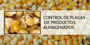 El control de plagas de productos almacenados en 6 Pasos - Fumigación Universal, C.A el control de plagas de productos almacenados en 6 pasos blog – fumigación universal - fumigación universal, c.a - page 17 el control de plagas de productos almacenados en 6 pasos
