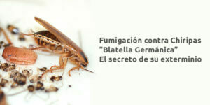 Fumigación contra Chiripas “Blatella Germánica” El secreto de su exterminio - Fumigación Universal, C.A fumigación contra chiripas “blatella germánica” el secreto de su exterminio blog – fumigación universal - fumigación universal, c.a - page 17 fumigación contra chiripas “blatella germánica” el secreto de su exterminio
