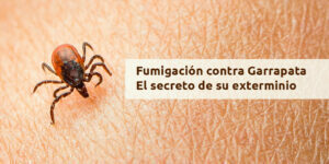 Fumigación contra Garrapata - El secreto de su exterminio - Fumigación Universal, C.A fumigación contra garrapata - el secreto de su exterminio blog – fumigación universal - fumigación universal, c.a - page 17 fumigación contra garrapata - el secreto de su exterminio