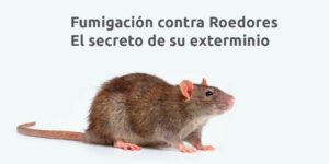 Fumigación contra Roedores - El secreto de su exterminio - Fumigación Universal, C.A fumigación contra roedores - el secreto de su exterminio blog – fumigación universal - fumigación universal, c.a - page 17 fumigación contra roedores - el secreto de su exterminio