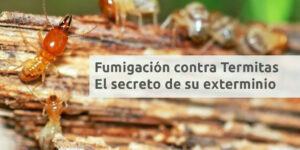 Fumigación contra Termitas - El secreto de su exterminio - Fumigación Universal, C.A fumigación contra termitas - el secreto de su exterminio blog – fumigación universal - fumigación universal, c.a - page 17 fumigación contra termitas - el secreto de su exterminio