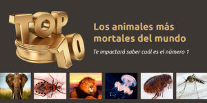 Tops 10 de los animales más mortales del mundo - Fumigación Universal, C.A tops 10 de los animales más mortales del mundo blog – fumigación universal - fumigación universal, c.a - page 17 tops 10 de los animales más mortales del mundo
