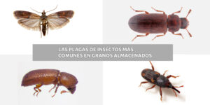 Las plagas de insectos más comunes en granos almacenados - Fumigación Universal, C.A las plagas de insectos más comunes en granos almacenados blog – fumigación universal - fumigación universal, c.a - page 18 las plagas de insectos más comunes en granos almacenados