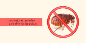 Los mejores remedios para eliminar las pulgas - Fumigación Universal, C.A los mejores remedios para eliminar las pulgas blog – fumigación universal - fumigación universal, c.a - page 16 los mejores remedios para eliminar las pulgas
