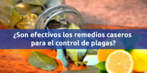 ¿Son efectivos los remedios caseros para el control de plagas? - Fumigación Universal, C.A ¿son efectivos los remedios caseros para el control de plagas? blog – fumigación universal - fumigación universal, c.a - page 16 ¿son efectivos los remedios caseros para el control de plagas?