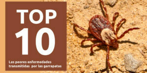Top 10 de las peores enfermedades trasmitidas por las garrapatas - Fumigación Universal, C.A top 10 de las peores enfermedades trasmitidas por las garrapatas blog – fumigación universal - fumigación universal, c.a - page 16 top 10 de las peores enfermedades trasmitidas por las garrapatas