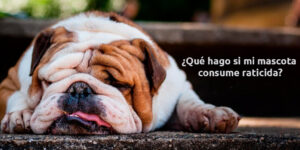 ¿Qué hago si mi mascota consume raticida? - Fumigación Universal, C.A ¿qué hago si mi mascota consume raticida? blog – fumigación universal - fumigación universal, c.a - page 15 ¿qué hago si mi mascota consume raticida?