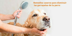 Remedios caseros para disminuir las garrapatas de mi perro - Fumigación Universal, C.A remedios caseros para disminuir las garrapatas de mi perro blog – fumigación universal - fumigación universal, c.a - page 15 remedios caseros para disminuir las garrapatas de mi perro