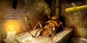 ¿Porque las plagas desarrollan resistencia a los Insecticidas domésticos? - Fumigación Universal, C.A ¿porque las plagas desarrollan resistencia a los insecticidas domésticos? blog – fumigación universal - fumigación universal, c.a - page 15 ¿porque las plagas desarrollan resistencia a los insecticidas domésticos?