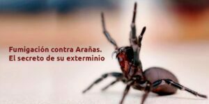 Fumigación contra Arañas. El secreto de su exterminio - Fumigación Universal, C.A fumigación contra arañas. el secreto de su exterminio blog – fumigación universal - fumigación universal, c.a - page 15 fumigación contra arañas. el secreto de su exterminio
