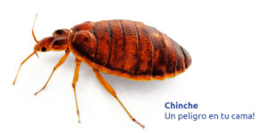 chinche - un peligro en tu cama blog – fumigación universal - fumigación universal, c.a - page 14 chinche - un peligro en tu cama