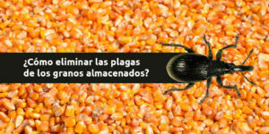 ¿cómo eliminar las plagas de los granos almacenados? blog – fumigación universal - fumigación universal, c.a - page 14 ¿cómo eliminar las plagas de los granos almacenados?