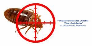 fumigación contra los chinches “cimex lectularius” - el secreto de su exterminio blog – fumigación universal - fumigación universal, c.a - page 14 fumigación contra los chinches “cimex lectularius” - el secreto de su exterminio