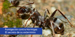 fumigación contra hormigas - el secreto de su exterminio blog – fumigación universal - fumigación universal, c.a - page 14 fumigación contra hormigas - el secreto de su exterminio