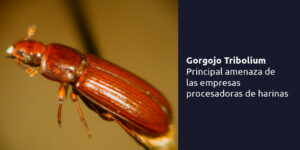 gorgojo tribolium - principal amenaza de las empresas procesadoras de harinas blog – fumigación universal - fumigación universal, c.a - page 14 gorgojo tribolium - principal amenaza de las empresas procesadoras de harinas
