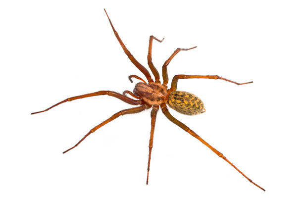 hobospider