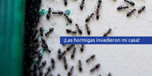 ¡las hormigas invadieron mi casa! blog – fumigación universal - fumigación universal, c.a - page 14 ¡las hormigas invadieron mi casa!