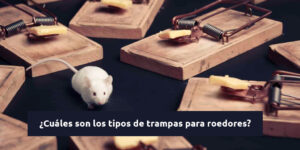 ¿cuáles son los tipos de trampas para roedores? blog – fumigación universal - fumigación universal, c.a - page 14 ¿cuáles son los tipos de trampas para roedores?