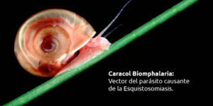caracol biomphalaria : vector del parásito causante de la esquistosomiasis. blog – fumigación universal - fumigación universal, c.a - page 13 caracol biomphalaria : vector del parásito causante de la esquistosomiasis.