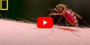 así es como un zancudo roba tu sangre blog – fumigación universal - fumigación universal, c.a - page 13 así es como un zancudo roba tu sangre