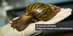 el caracol africano - peligroso invasor en latinoamérica blog – fumigación universal - fumigación universal, c.a - page 13 el caracol africano - peligroso invasor en latinoamérica