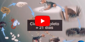 ciclo biológico de la pulga (video) blog – fumigación universal - fumigación universal, c.a - page 13 ciclo biológico de la pulga (video)