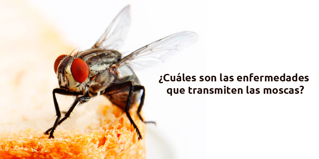 ¿Cuáles son las enfermedades que transmiten las moscas?