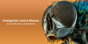fumigación contra moscas. el secreto de su exterminio blog – fumigación universal - fumigación universal, c.a - page 14 fumigación contra moscas. el secreto de su exterminio