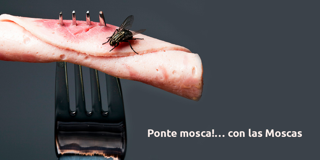 ponte mosca!… con las moscas ponte mosca!… con las moscas ponte mosca!… con las moscas