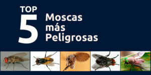 top 5 de las moscas más peligrosas blog – fumigación universal - fumigación universal, c.a - page 14 top 5 de las moscas más peligrosas