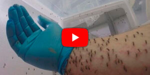 la nueva trampa antimosquitos para luchar contra la malaria. blog – fumigación universal - fumigación universal, c.a - page 13 la nueva trampa antimosquitos para luchar contra la malaria.