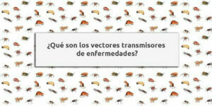 ¿qué son los vectores transmisores de enfermedades? blog – fumigación universal - fumigación universal, c.a - page 14 ¿qué son los vectores transmisores de enfermedades?