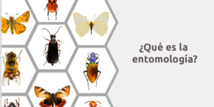 ¿qué es la entomología? blog – fumigación universal - fumigación universal, c.a - page 12 ¿qué es la entomología?