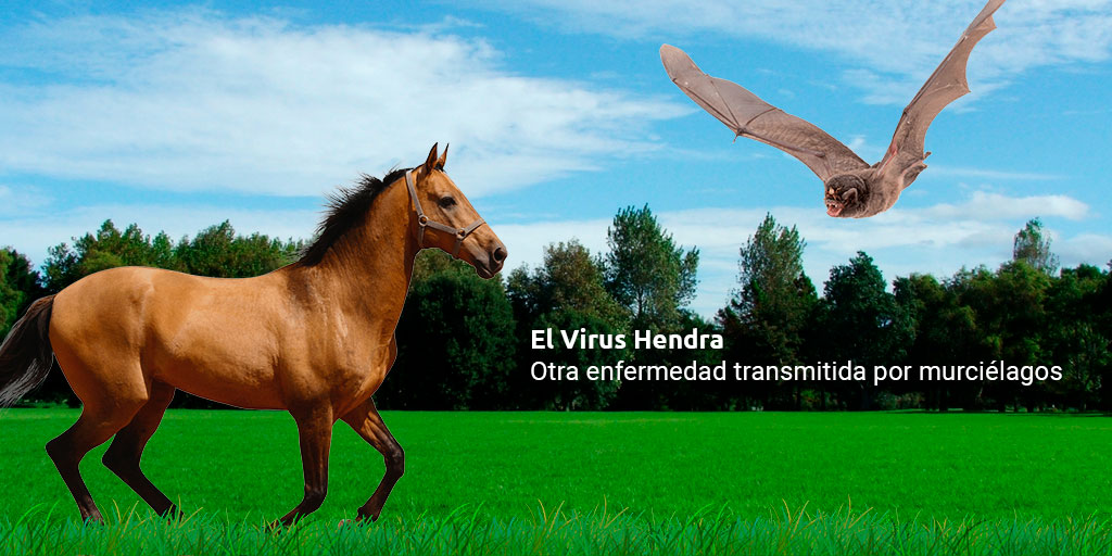 el virus hendra - otra enfermedad transmitida por murciélagos el virus hendra - otra enfermedad transmitida por murciélagos el virus hendra - otra enfermedad transmitida por murciélagos