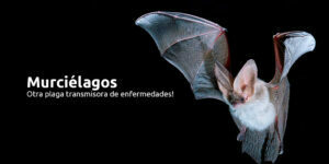 murciélagos - otra plaga transmisora de enfermedades! blog – fumigación universal - fumigación universal, c.a - page 12 murciélagos - otra plaga transmisora de enfermedades!