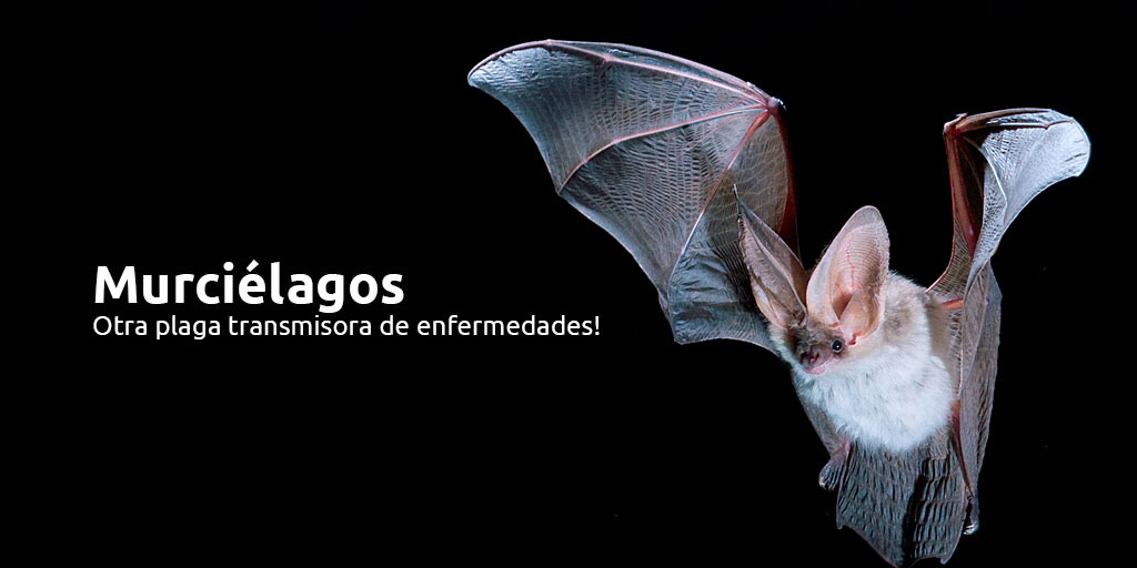 Murciélagos -  Otra plaga transmisora de enfermedades!