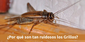 ¿por qué son tan ruidosos los grillos? blog – fumigación universal - fumigación universal, c.a - page 12 ¿por qué son tan ruidosos los grillos?
