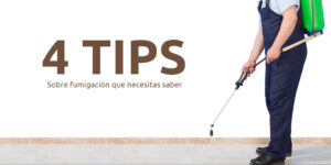 4 tips sobre fumigación que necesitas saber blog – fumigación universal - fumigación universal, c.a - page 12 4 tips sobre fumigación que necesitas saber