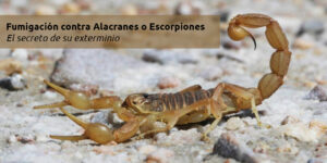 fumigación contra alacranes o escorpiones - el secreto de su exterminio blog – fumigación universal - fumigación universal, c.a - page 11 fumigación contra alacranes o escorpiones - el secreto de su exterminio