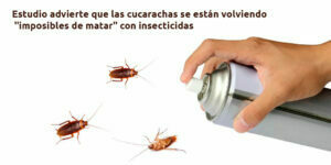 estudio advierte que las cucarachas se están volviendo "imposibles de matar" con insecticidas blog – fumigación universal - fumigación universal, c.a - page 12 estudio advierte que las cucarachas se están volviendo "imposibles de matar" con insecticidas