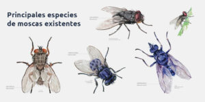 principales especies de moscas existentes blog – fumigación universal - fumigación universal, c.a - page 12 principales especies de moscas existentes