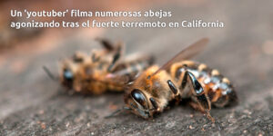 un 'youtuber' filma numerosas abejas agonizando tras el fuerte terremoto en california blog – fumigación universal - fumigación universal, c.a - page 11 un 'youtuber' filma numerosas abejas agonizando tras el fuerte terremoto en california