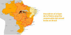 descubren el origen de la fiebre amarilla responsable del actual brote en brasil blog – fumigación universal - fumigación universal, c.a - page 12 descubren el origen de la fiebre amarilla responsable del actual brote en brasil