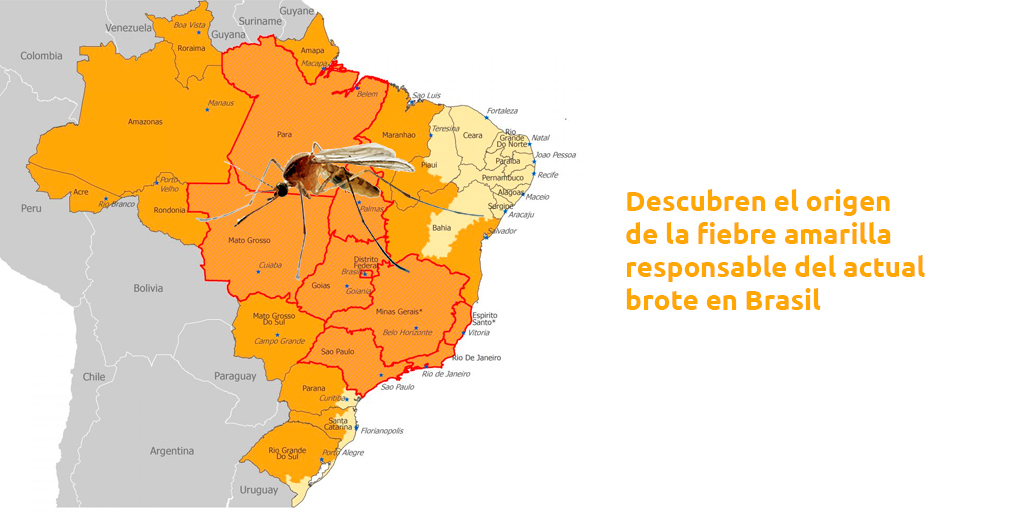 Descubren el origen de la fiebre amarilla responsable del actual brote en Brasil