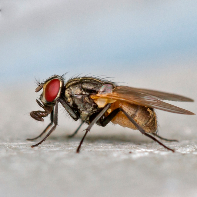 mosca domestica