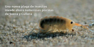 una nueva plaga de insectos invade ahora numerosas piscinas de sueca y cullera blog – fumigación universal - fumigación universal, c.a - page 11 una nueva plaga de insectos invade ahora numerosas piscinas de sueca y cullera