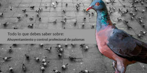 Todo lo que debes saber sobre el ahuyentamiento y control profesional de palomas - Fumigación Universal, C.A todo lo que debes saber sobre el ahuyentamiento y control profesional de palomas blog – fumigación universal - fumigación universal, c.a - page 11 todo lo que debes saber sobre el ahuyentamiento y control profesional de palomas