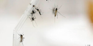 un virus mortal transmitido por mosquitos que causa inflamación del cerebro en humanos es detectado en la florida blog – fumigación universal - fumigación universal, c.a - page 11 un virus mortal transmitido por mosquitos que causa inflamación del cerebro en humanos es detectado en la florida